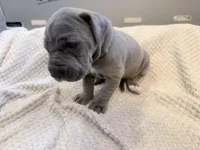 Yellow girl, a female Great Dane for sale in Olathe, CO – Photo 3 of 8