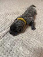 Yellow girl, a female Great Dane for sale in Olathe, CO – Photo 5 of 8