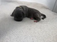 Yellow girl, a female Great Dane for sale in Olathe, CO – Photo 6 of 8