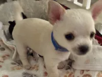 Chico, a male Chihuahua for sale in Lafayette, LA – 1 of 1