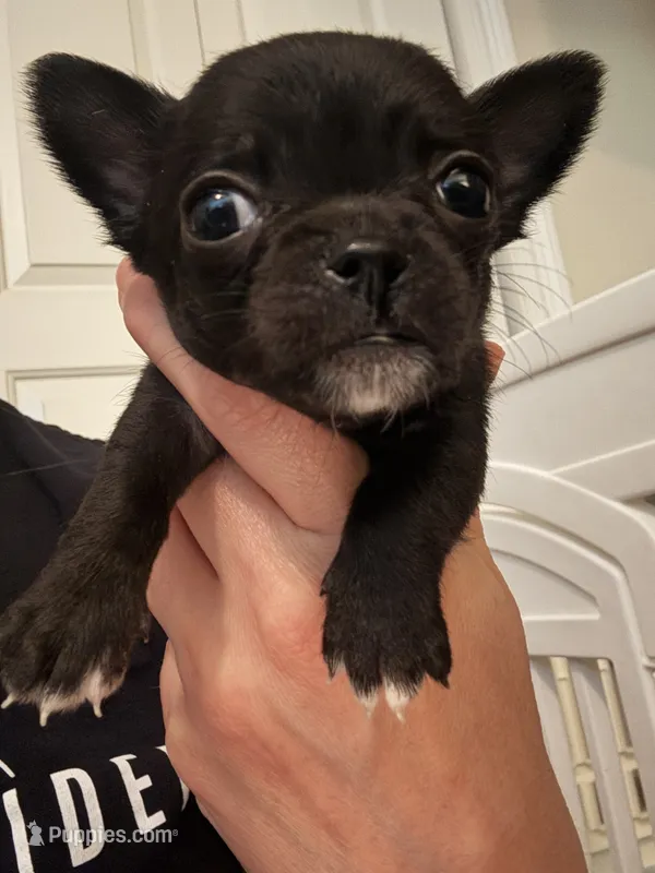 Rosie – Chihuahua puppy for sale in Lafayette, LA