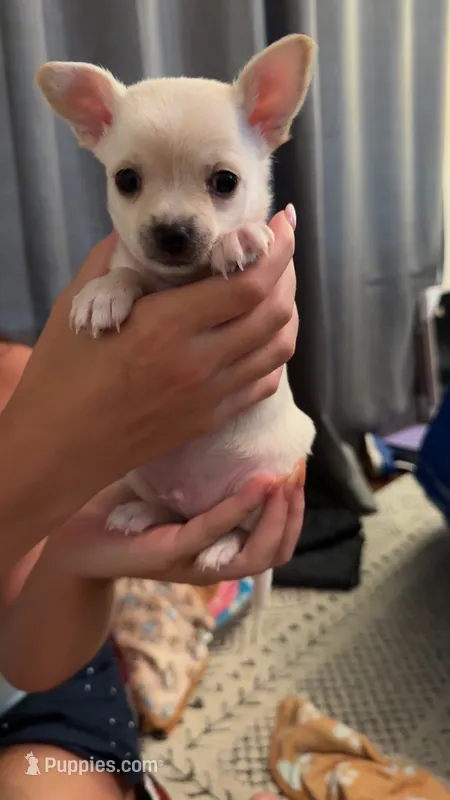 Rocky – Chihuahua puppy for sale in Lafayette, LA