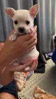 Rocky, a male Chihuahua for sale in Lafayette, LA – 1 of 1