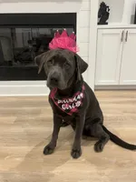 Dakota, a female Labrador Retriever for sale in Bastrop, TX – 3 of 7