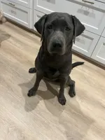 Dakota, a female Labrador Retriever for sale in Bastrop, TX – 4 of 7