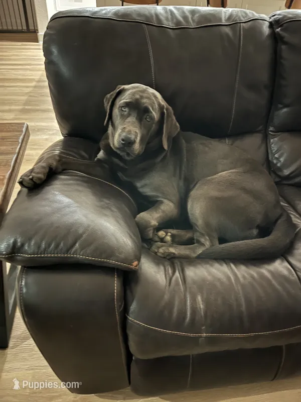 Dakota – Labrador Retriever puppy for sale in Bastrop, TX