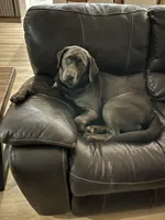 Dakota, a female Labrador Retriever for sale in Bastrop, TX – 1 of 7