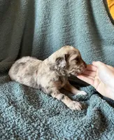 Golden Boy, a male Pyredoodle for sale in Grove, OK – Photo 4 of 4