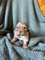 Golden Boy, a male Pyredoodle for sale in Grove, OK – Photo 3 of 4