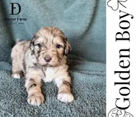 Golden Boy, a male Pyredoodle for sale in Grove, OK – Photo 1 of 4