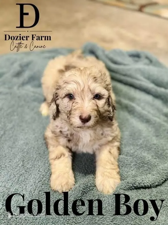 Golden Boy – Pyredoodle puppy for sale in Grove, OK