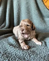 Golden Boy, a male Pyredoodle for sale in Grove, OK – Photo 2 of 4