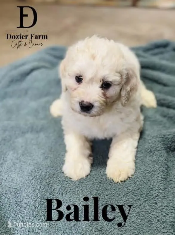 Bailey – Pyredoodle puppy for sale in Grove, OK