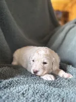 Fiona, a male Pyredoodle for sale in Grove, OK – Photo 2 of 2