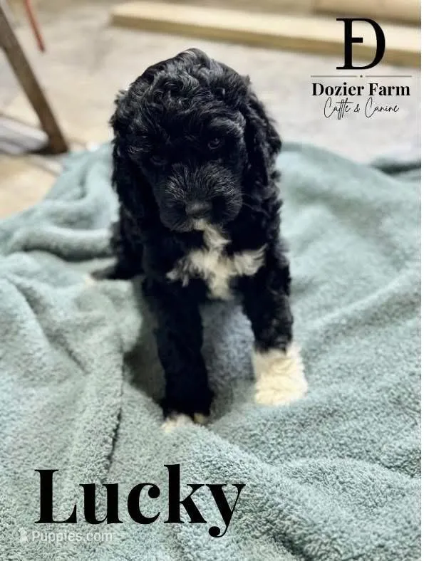 Lucky – Pyredoodle puppy for sale in Grove, OK