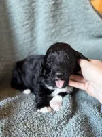 Lucky, a male Pyredoodle for sale in Grove, OK – Photo 4 of 4