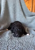 Lucky, a male Pyredoodle for sale in Grove, OK – Photo 2 of 4