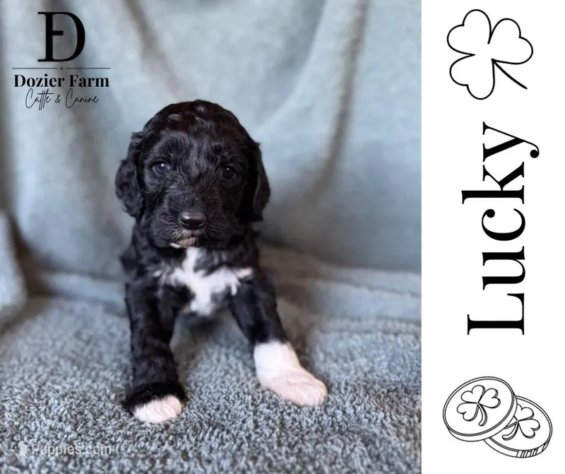 Lucky, a male Pyredoodle for sale in Grove, OK – Photo 1 of 4