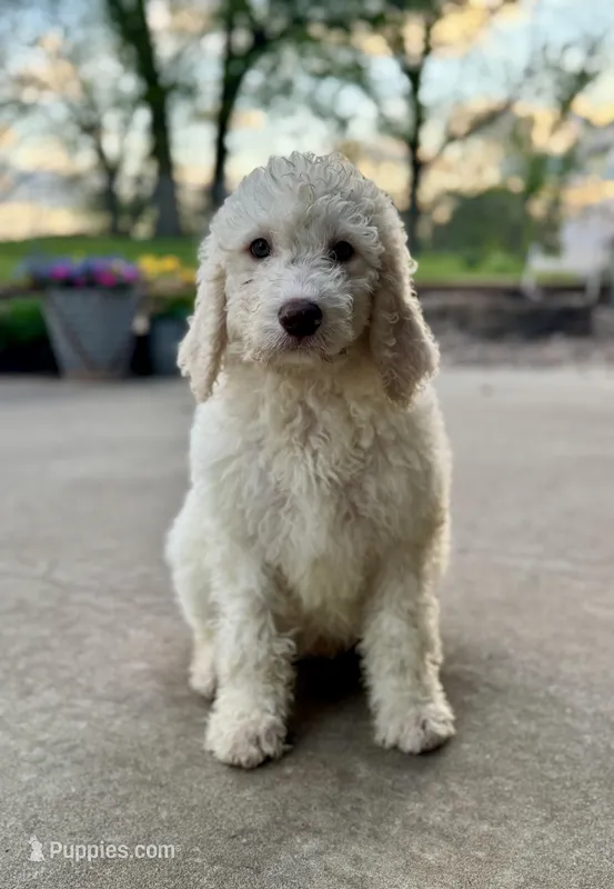 Clover – Pyredoodle puppy for sale in Grove, OK