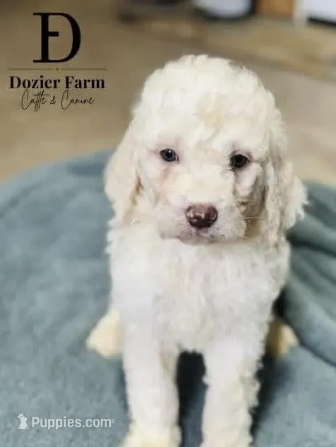 Clover, a male Pyredoodle for sale in Grove, OK – Photo 1 of 6