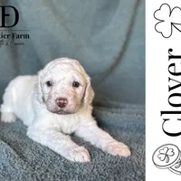 Clover, a male Pyredoodle for sale in Grove, OK – Photo 4 of 6