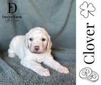 Clover, a male Pyredoodle for sale in Grove, OK – Photo 1 of 3