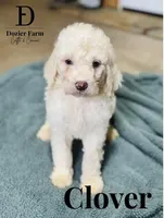 Clover, a male Pyredoodle for sale in Grove, OK – Photo 2 of 6