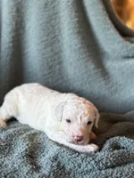 Shamrock, a male Pyredoodle for sale in Grove, OK – Photo 2 of 2
