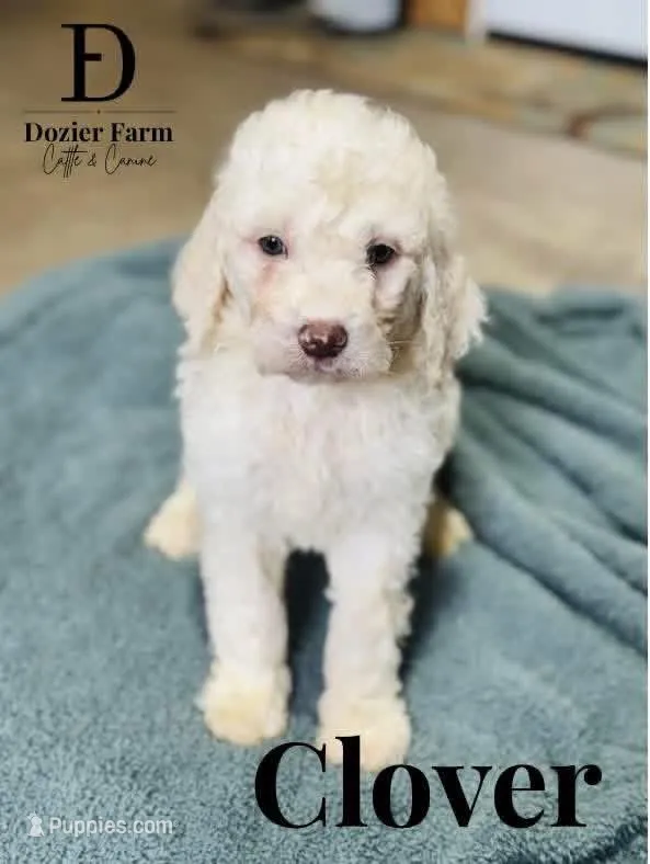 Clover – Pyredoodle puppy for sale in Grove, OK