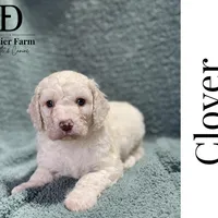 Clover, a male Pyredoodle for sale in Grove, OK – Photo 3 of 6