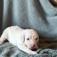 Clover, a male Pyredoodle for sale in Grove, OK – Photo 5 of 6