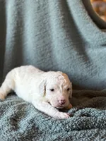 Shamrock, a male Pyredoodle for sale in Grove, OK – Photo 1 of 2