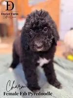 Charm, a female Pyredoodle for sale in Grove, OK – Photo 2 of 8