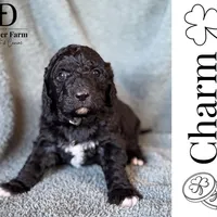 Charm, a female Pyredoodle for sale in Grove, OK – Photo 5 of 8