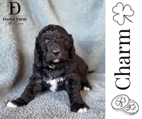 Charm, a female Pyredoodle for sale in Grove, OK – Photo 1 of 4