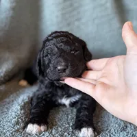 Charm, a female Pyredoodle for sale in Grove, OK – Photo 6 of 8