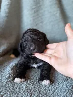 Twinkletoes, a female Pyredoodle for sale in Grove, OK – Photo 1 of 3
