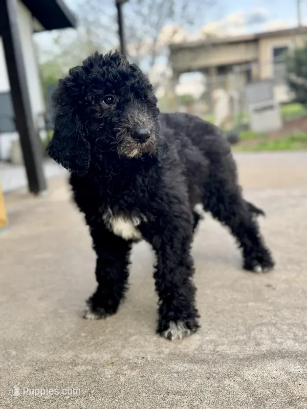 Charm – Pyredoodle puppy for sale in Grove, OK