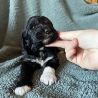 Charm, a female Pyredoodle for sale in Grove, OK – Photo 7 of 8