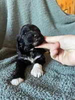 Twinkletoes, a female Pyredoodle for sale in Grove, OK – Photo 3 of 3