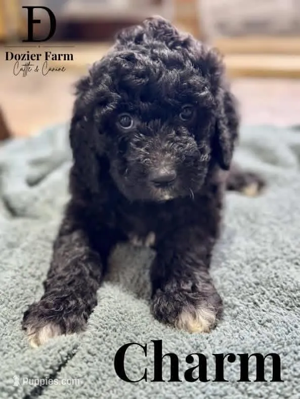Charm – Pyredoodle puppy for sale in Grove, OK
