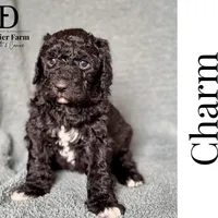 Charm, a female Pyredoodle for sale in Grove, OK – Photo 4 of 8