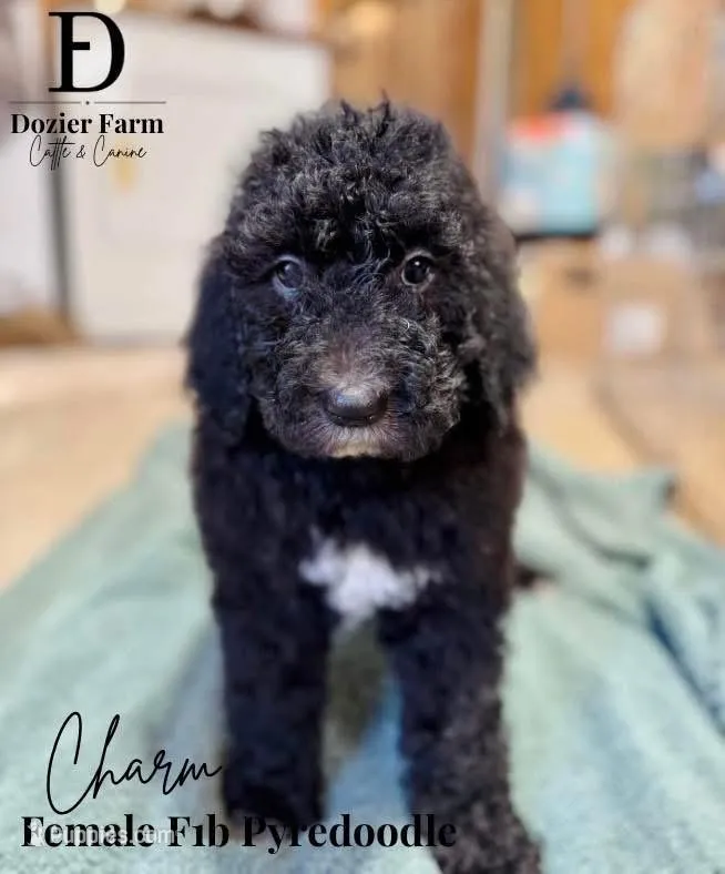 Charm – Pyredoodle puppy for sale in Grove, OK