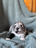 Louey , a male Pyredoodle for sale in Grove, OK – Photo 1 of 4