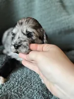 Louey , a male Pyredoodle for sale in Grove, OK – Photo 2 of 4