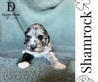 Shamrock, a male Pyredoodle for sale in Grove, OK – Photo 1 of 5