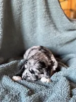 Louey , a male Pyredoodle for sale in Grove, OK – Photo 4 of 4