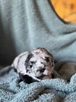 Louey , a male Pyredoodle for sale in Grove, OK – Photo 3 of 4