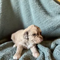 Treasure, a male Pyredoodle for sale in Grove, OK – Photo 6 of 6