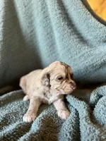 Treasure, a male Pyredoodle for sale in Grove, OK – Photo 3 of 3